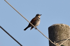 Turdus eunomus