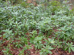 Rhododendron ponticum