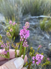 Erica pulchella