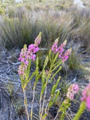 Erica pulchella