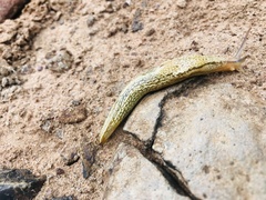 Elisolimax flavescens