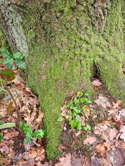 Viola reichenbachiana