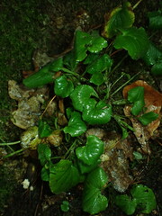 Viola reichenbachiana