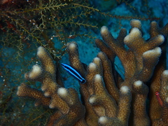 Larabicus quadrilineatus