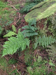 Dryopteris azorica