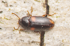 Diaclina plagiata