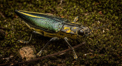 Cyphogastra farinosa