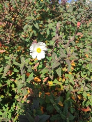 Cistus psilosepalus