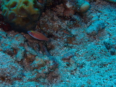 Paracheilinus octotaenia