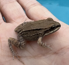 Leptodactylus mystacinus