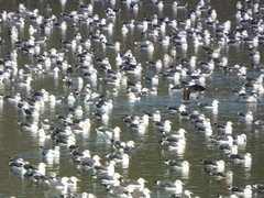 Larus fuscus