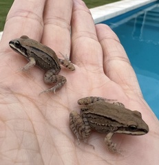 Leptodactylus mystacinus