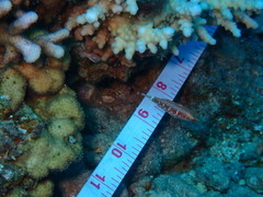 Oxycheilinus mentalis