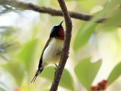 Aethopyga christinae