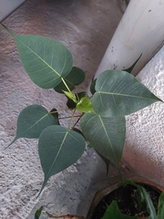 Ficus religiosa