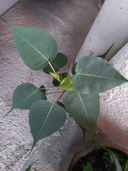 Ficus religiosa