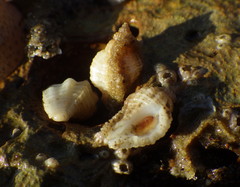 Paciocinebrina interfossa