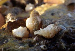 Paciocinebrina interfossa