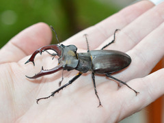Lucanus cervus turcicus