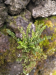 Asplenium trichomanes quadrivalens