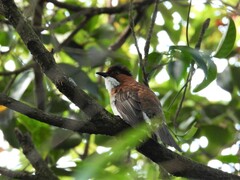 Hemixos castanonotus