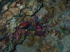 Pseudocheilinus evanidus