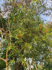 Agelanthus kraussianus