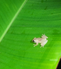 Pseudophilautus amboli