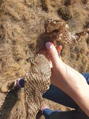 Hemachatus haemachatus