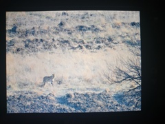 Leptailurus serval serval