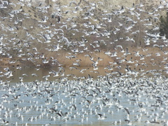 Larus fuscus