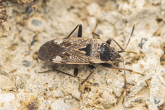 Panaorus csikii