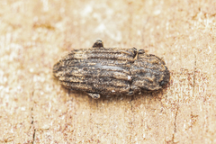 Dastarcus helophoroides
