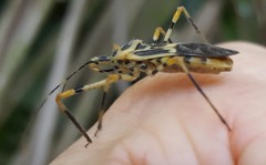 Zelus armillatus