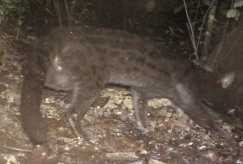 Rusty-spotted Genet