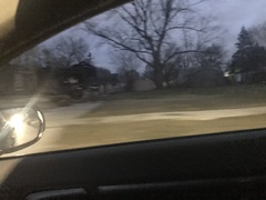 Didelphis virginiana