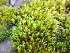 Schistidium crassipilum