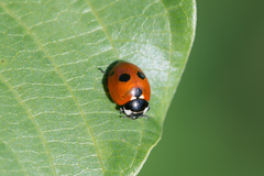 Coccinella quinquepunctata