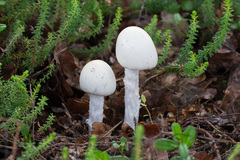 Amanita virosa