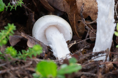 Amanita virosa