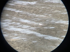 Saundersilarus saundersi