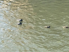 Anas platyrhynchos