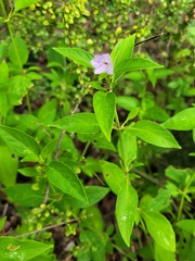 Ruellia prostrata