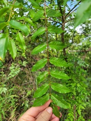 Kirkia acuminata