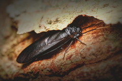 Catara rugosicollis
