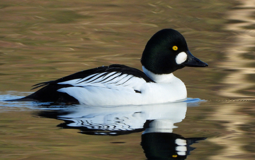 Porrón osculado (Bucephala clangula)