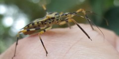 Zelus armillatus