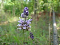 Orbexilum pedunculatum