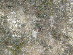 Camponotus lateralis