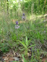 Orbexilum pedunculatum